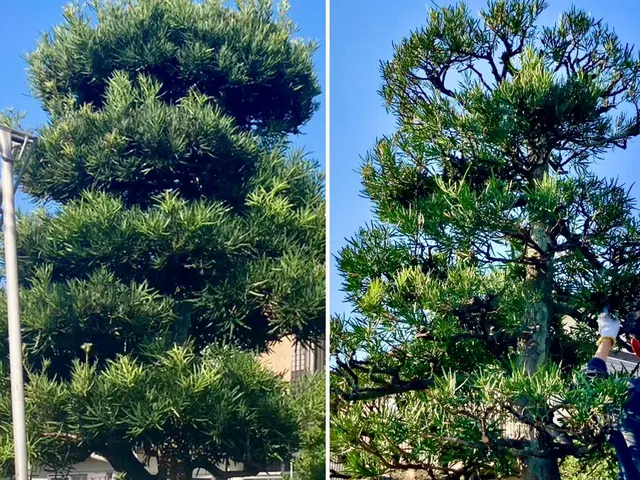 50年大切にされた木も託される信頼！電動工具で騒音・排気ガスゼロの丁寧な庭木剪定サービスの画像