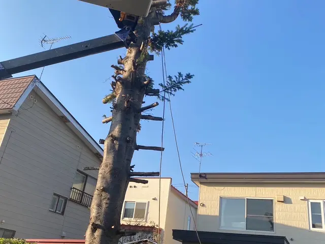 庭木の伐採　落ち葉の片付けなどサービスの画像