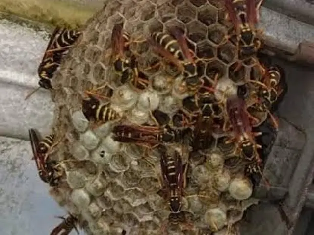 【三重県発】アシナガバチ9500円〜 即日対応致します。 お見積もり無料です！サービスの画像