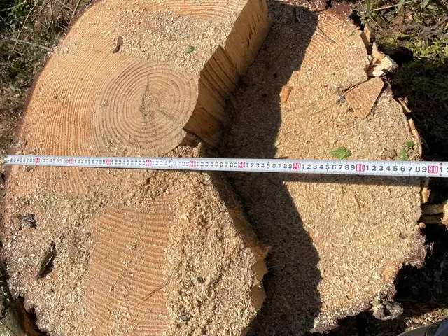 作業外注一切なし◎豊富な経験と知識で安心！迅速に伐採対応いたしますサービスの画像