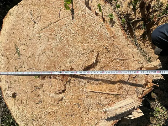 作業外注一切なし◎豊富な経験と知識で安心！迅速に伐採対応いたしますサービスの画像