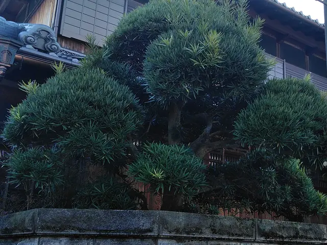 庭木の剪定◆高槻市発◆予約から施工まで完全自社対応サービスの画像