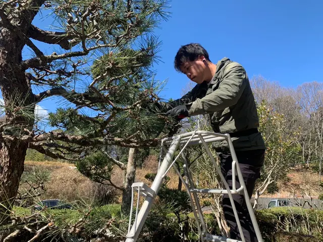 出店記念キャンペーンで地域最安値に挑戦中！雑木や高木なんでも対応いたします！サービスの画像