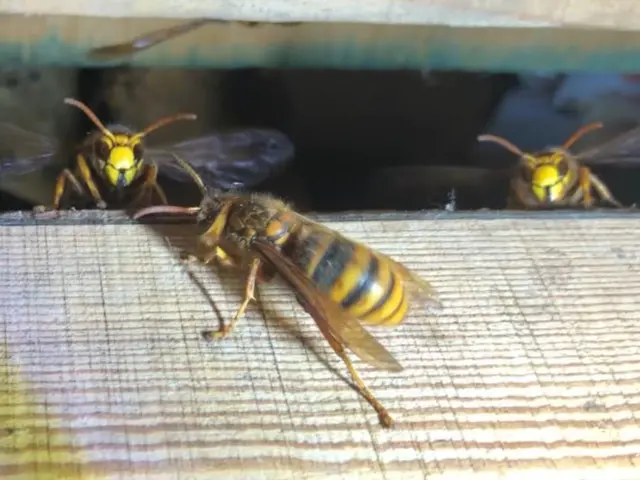 【蜂の巣駆除 】24時間対応、8千円～、出張見積無料サービスの画像