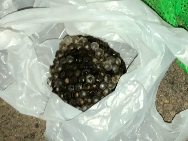 【蜂の巣駆除 】24時間対応、8千円～、出張見積無料サービスの画像