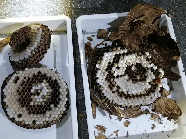 〖東海エリア24時間〗安全で確実な蜂駆除は当たり前！価格以上の価値あるサービスサービスの画像