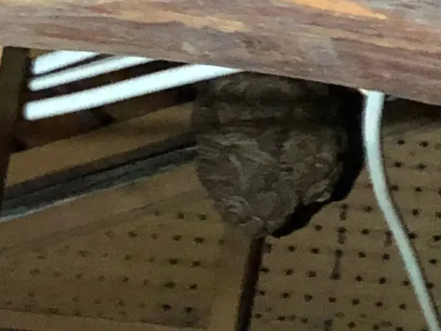 〖東海エリア24時間〗安全で確実な蜂駆除は当たり前！価格以上の価値あるサービスサービスの画像