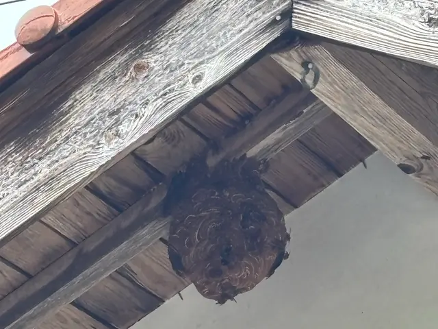 蜂駆除　お助け隊！　安心価格と迅速対応でお客様をサポート(^^)サービスの画像