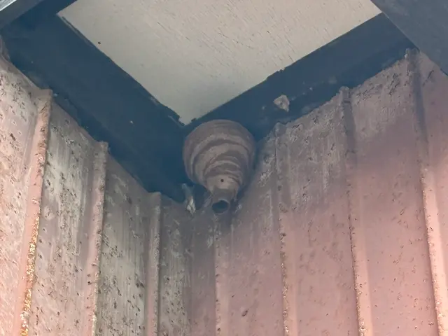 蜂駆除　お助け隊！　安心価格と迅速対応でお客様をサポート(^^)サービスの画像