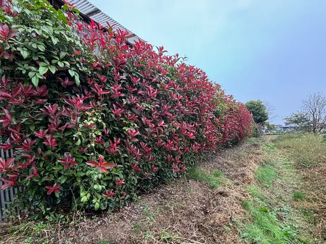 「植え込み・生垣の剪定」　　　　　　　　　　　お気軽にお問い合わせ下さい！サービスの画像