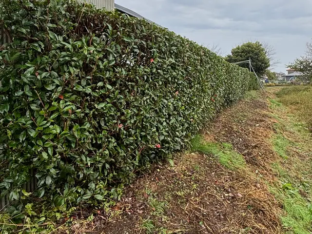 「植え込み・生垣の剪定」　　　　　　　　　　　お気軽にお問い合わせ下さい！サービスの画像