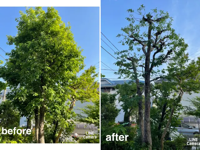 お庭を綺麗にしませんか！職人歴25年の経験と実績！私が責任を持って伺います！サービスの画像