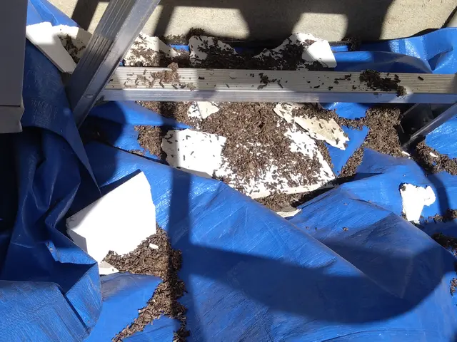 いすみ市から伺います。レベル違いの駆除実績と経験で安心、安全な駆除をご提供しますサービスの画像