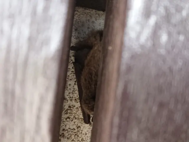 いすみ市から伺います。レベル違いの駆除実績と経験で安心、安全な駆除をご提供しますサービスの画像