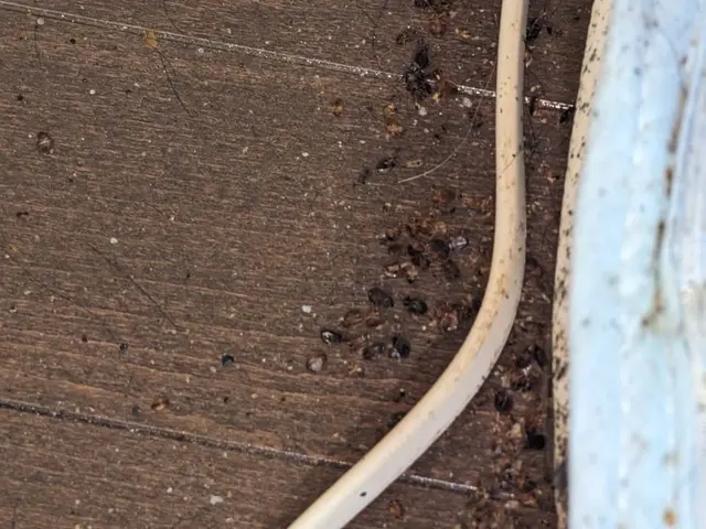 【完全駆除お約束】赤ちゃんやペットに安全な薬剤を使用します！プロにお任せくださいサービスの画像