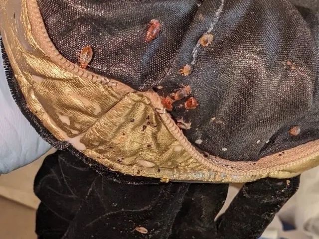 【完全駆除お約束】赤ちゃんやペットに安全な薬剤を使用します！プロにお任せくださいサービスの画像