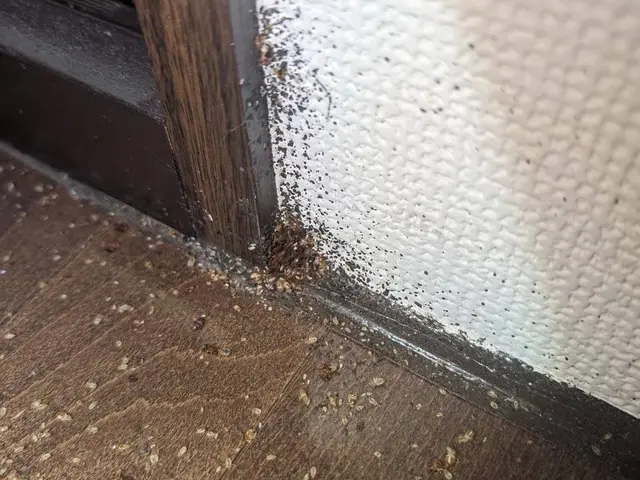 【完全駆除お約束】赤ちゃんやペットに安全な薬剤を使用します！プロにお任せくださいサービスの画像