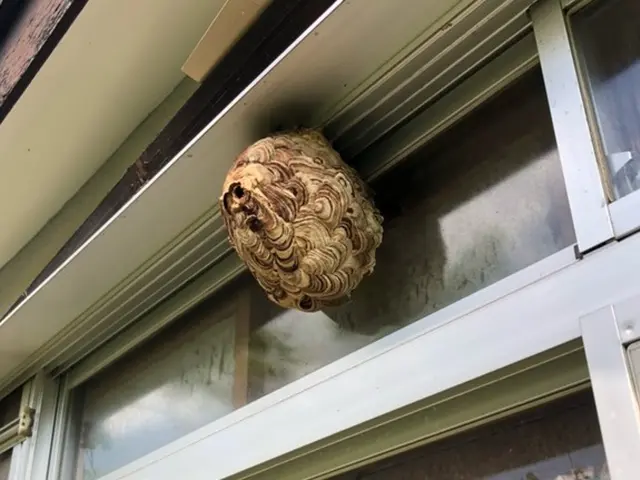 あらゆる蜂に対応してますサービスの画像