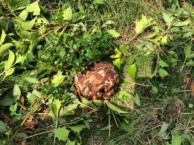 あらゆる蜂に対応してますサービスの画像