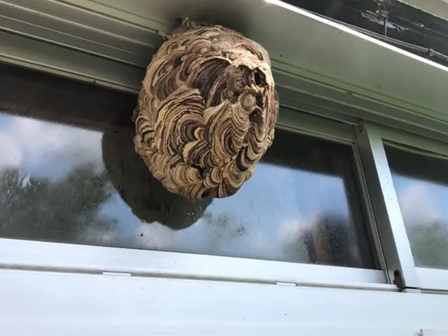 あらゆる蜂に対応してますサービスの画像