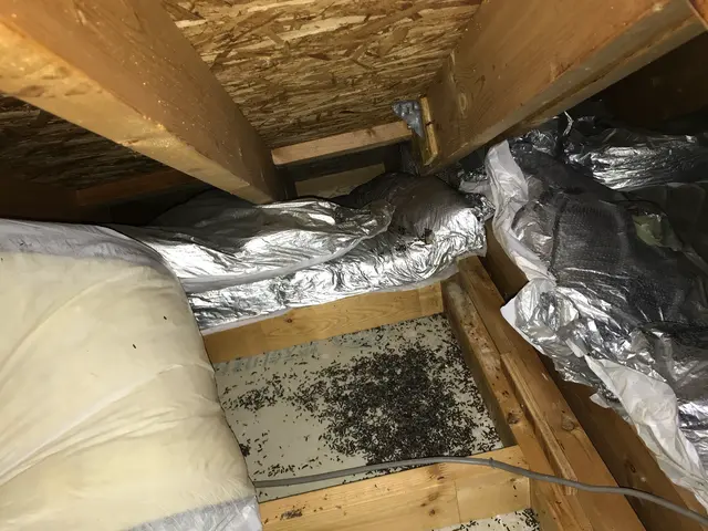 追い出し・清掃消毒・侵入防止！100%自社対応です！調査見積り無料★サービスの画像