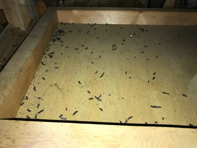 追い出し・清掃消毒・侵入防止！100%自社対応です！調査見積り無料★サービスの画像