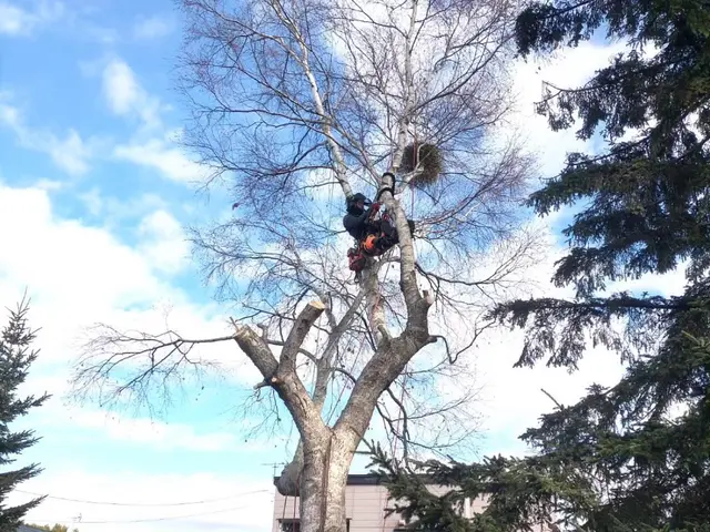 【北海道】庭木伐採・高木対応・回収、処分サービスの画像