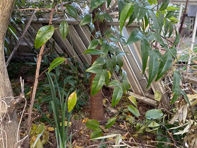 困った庭木の悩みに寄り添う丁寧な伐採伐根で生活の不安を安心に変えるサービスです。サービスの画像