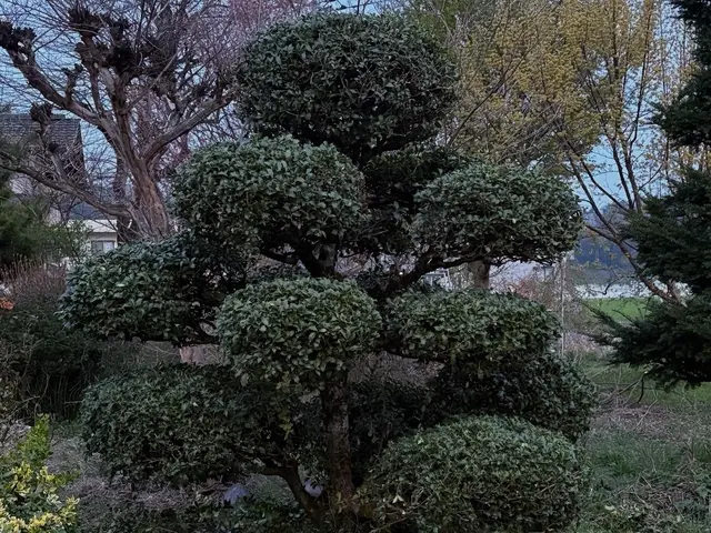 お客様とのお話を大切に、イメージ通りの美しいお庭を実現するサービスの画像