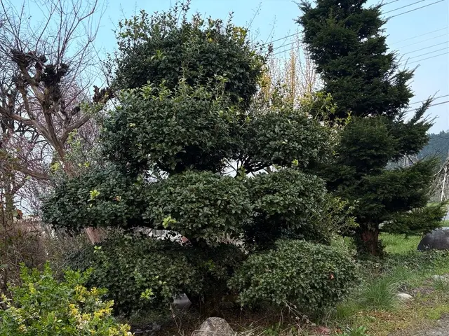 お客様とのお話を大切に、イメージ通りの美しいお庭を実現するサービスの画像