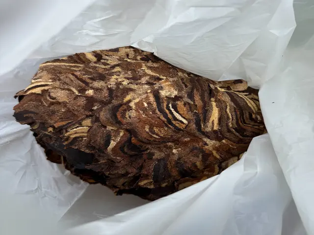 【危険な蜂の巣を駆除】◎アシナガバチ8,000円～サービスの画像