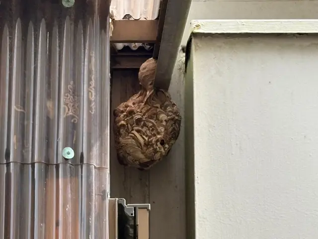 【危険な蜂の巣を駆除】◎アシナガバチ8,000円～サービスの画像