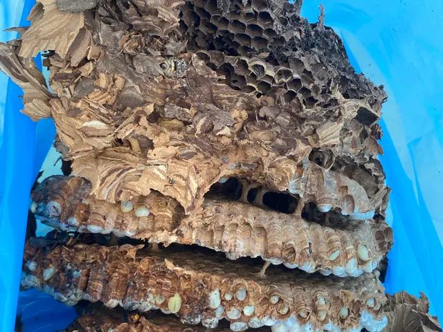 【アシナガバチ¥8,800-】☆ぼったくり撲滅☆事前説明徹底！明瞭会計！で対応サービスの画像