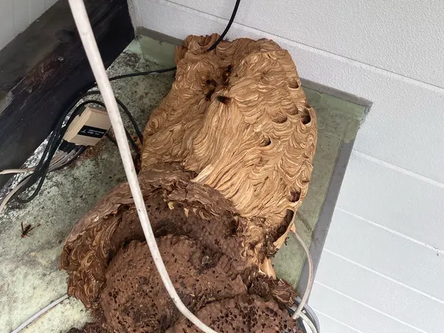 【アシナガバチ¥8,800-】☆ぼったくり撲滅☆事前説明徹底！明瞭会計！で対応サービスの画像