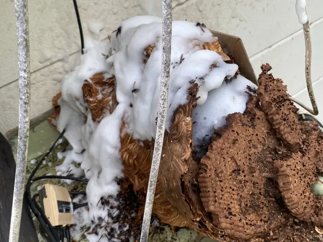 【アシナガバチ¥8,800-】☆ぼったくり撲滅☆事前説明徹底！明瞭会計！で対応サービスの画像