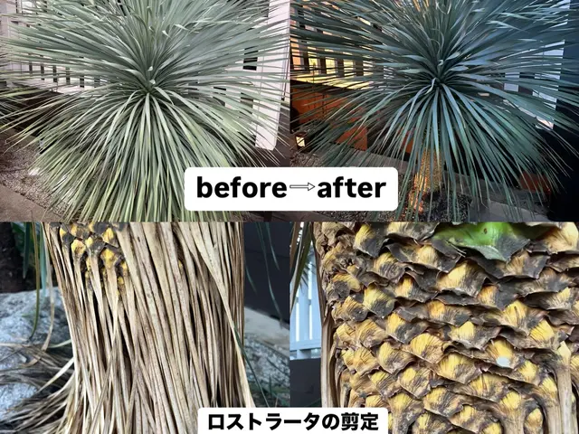 ★我孫子発 庭木の剪定作業 時間外もご相談ください♪サービスの画像