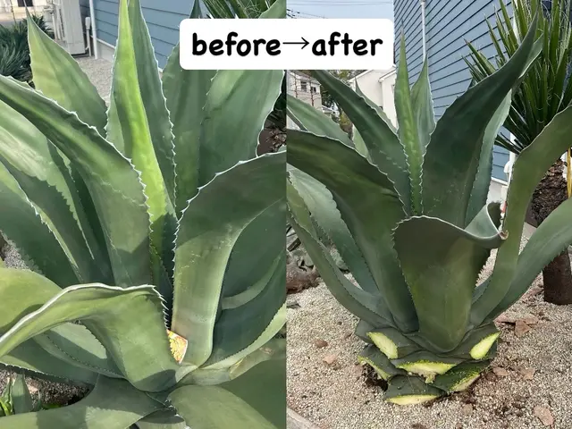 ★我孫子発 庭木の剪定作業 時間外もご相談ください♪サービスの画像