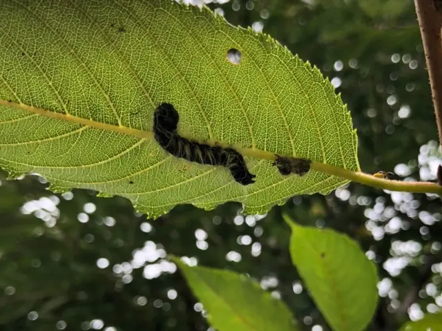 害虫・害鳥対策専門会社の(合)山本企画サービスの画像