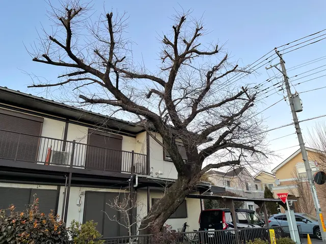 空師 / 特殊伐採技術を駆使して、安全に伐採いたします！サービスの画像