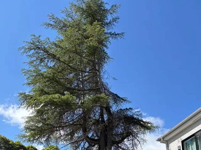 空師 / 特殊伐採技術を駆使して、安全に伐採いたします！サービスの画像