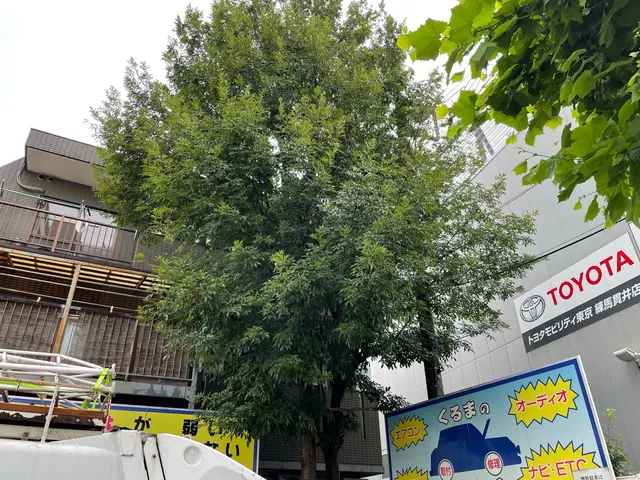 空師 / 特殊伐採技術を駆使して、安全に伐採いたします！サービスの画像