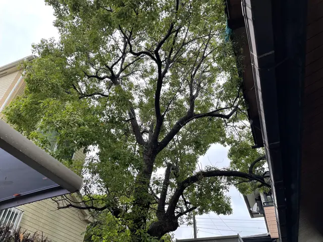 アーボリスト / ツリークライミング技術を駆使して、安全に伐採いたします。サービスの画像