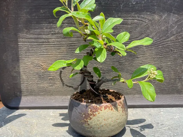 植え替えでお困りなら是非ご相談下さい！鉢で管理される物は定期的に植え替えが必須！サービスの画像