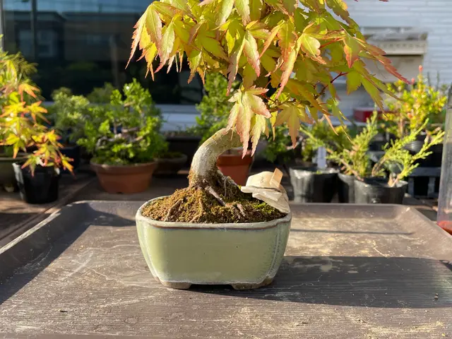 植え替えでお困りなら是非ご相談下さい！鉢で管理される物は定期的に植え替えが必須！サービスの画像