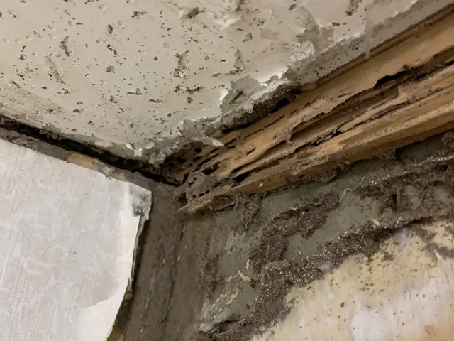 ★白蟻対策協会認定防除士による責任施工店です★5年保証、損害保険付き●サービスの画像