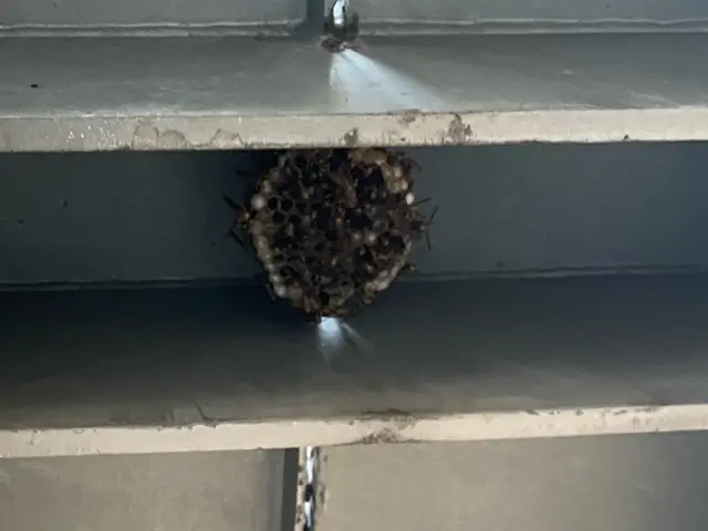 最短30分にて対応可能です！！無料相談※蜂の巣を見つけたらご相談下さい※サービスの画像