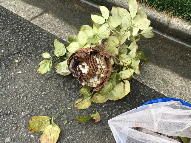 最短30分にて対応可能です！！無料相談※蜂の巣を見つけたらご相談下さい※サービスの画像