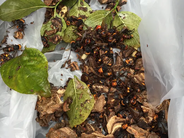 最短30分にて対応可能です！！無料相談※蜂の巣を見つけたらご相談下さい※サービスの画像