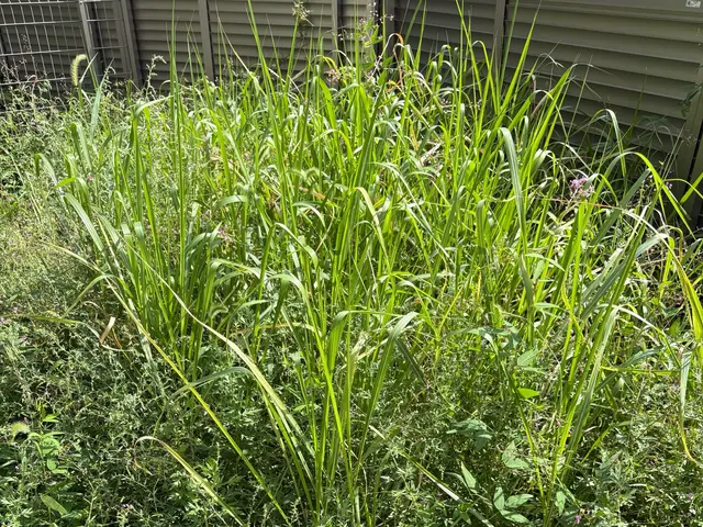 【新規出店キャンペーン】☆地域完全最安☆除草剤無料☆要望に幅広く応えます☆サービスの画像