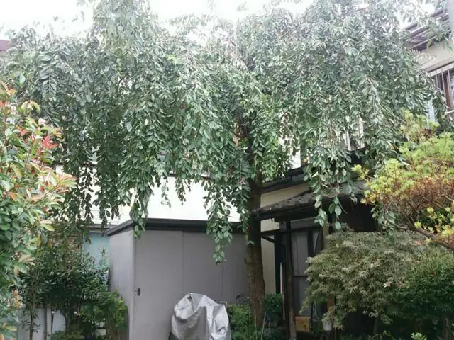 【業歴24年】木の特性を活かした剪定を行います！サービスの画像